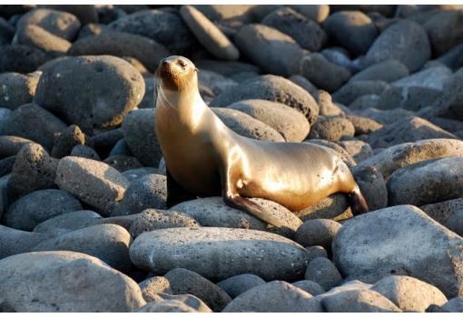 Una foca disfruta feliz de un entorno natural preservado